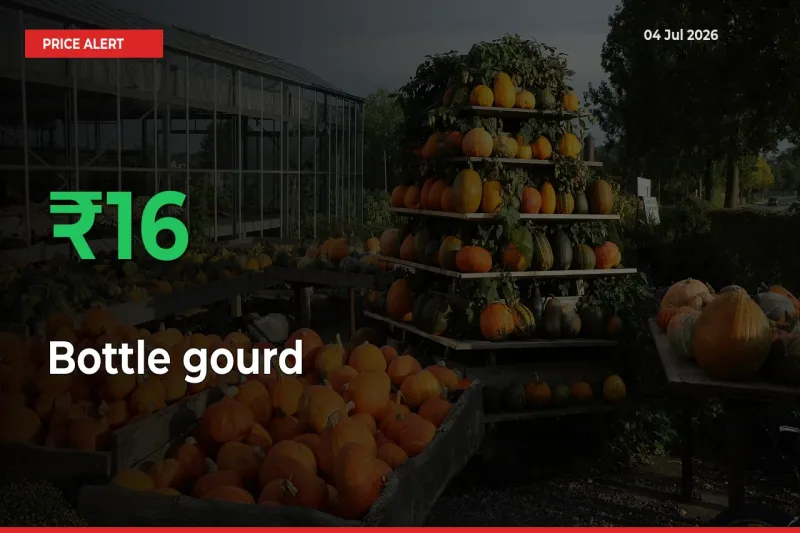 Why Bottle gourd Prices Rose 16.47% in a Day at Mandis
