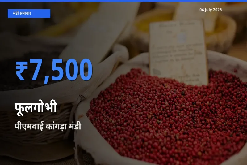 बाज़ार संकेत: पीएमवाई कांगड़ा बना फूलगोभी के लिए आज की टॉप मंडी