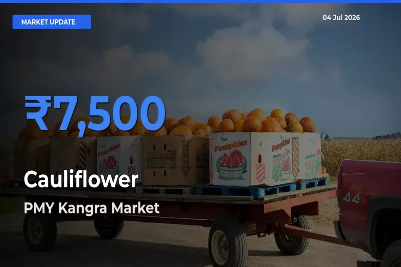 PMY Kangra Tops Cauliflower Rates – July 04 Market Update