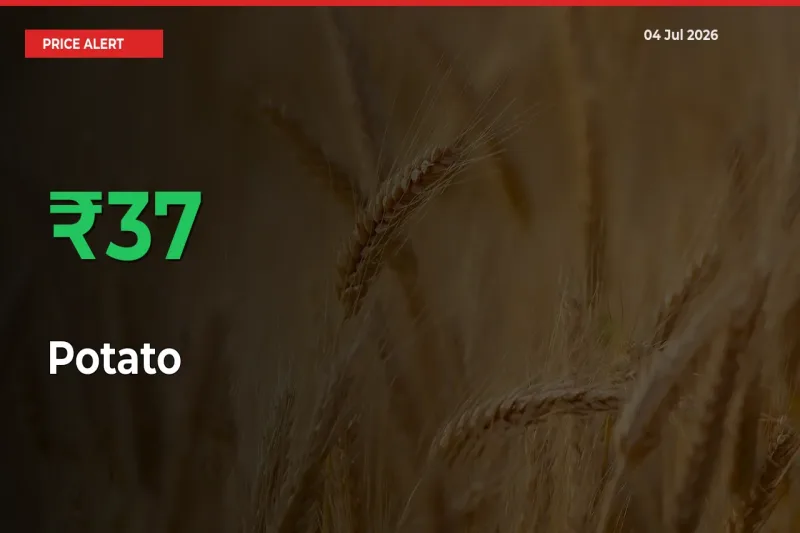 Potato Prices Rise 36.74% in a Day at Major Mandis
