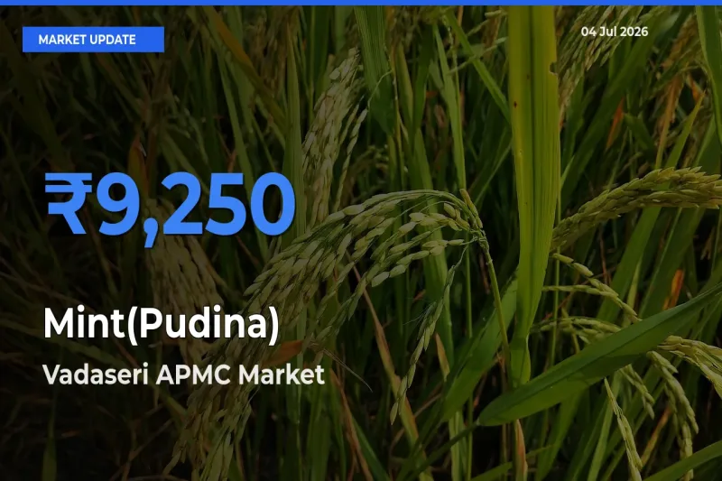 Top Performer! Vadaseri APMC Offers Best Mint(Pudina) Price Today