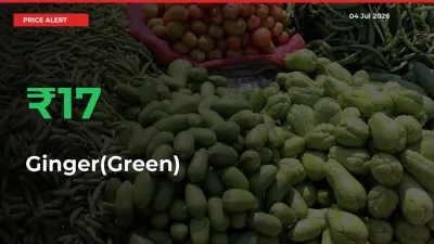 Ginger(Green) Mandi Rate Today: Prices Jump 17.01% at Market