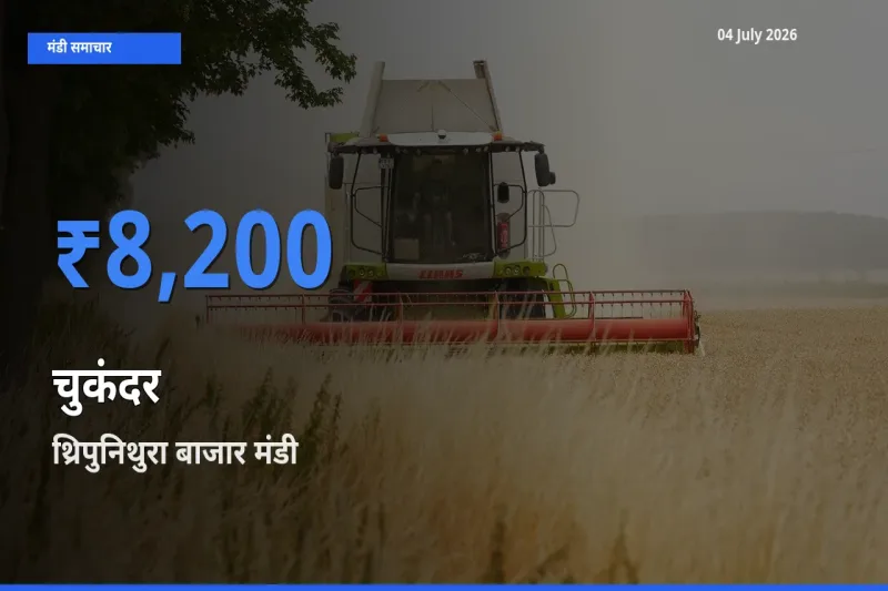 आज चुकंदर के सबसे ऊँचे दाम ₹8,200 थ्रिपुनिथुरा बाजार मंडी में