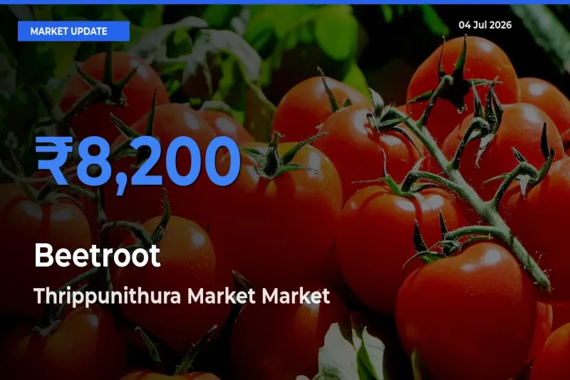 Thrippunithura Market Tops Beetroot Mandi Rates Today