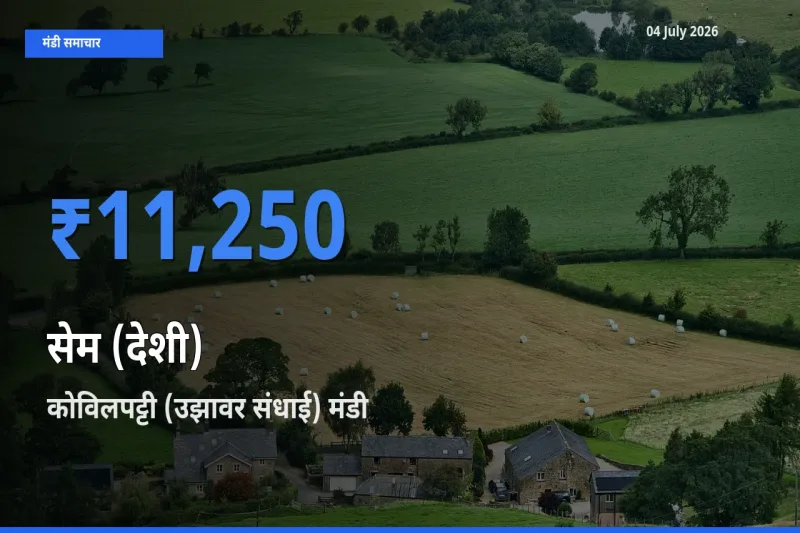04 July अपडेट: सेम (देशी) के सबसे ऊँचे दाम कोविलपट्टी (उझावर संधाई) मंडी में
