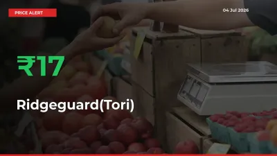 Sudden 17.31% Rally in Ridgeguard(Tori) Prices Across Mandis