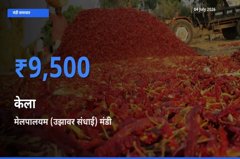 आज का मंडी भाव: केला के सबसे ज़्यादा दाम मेलपालयम (उझावर संधाई) में