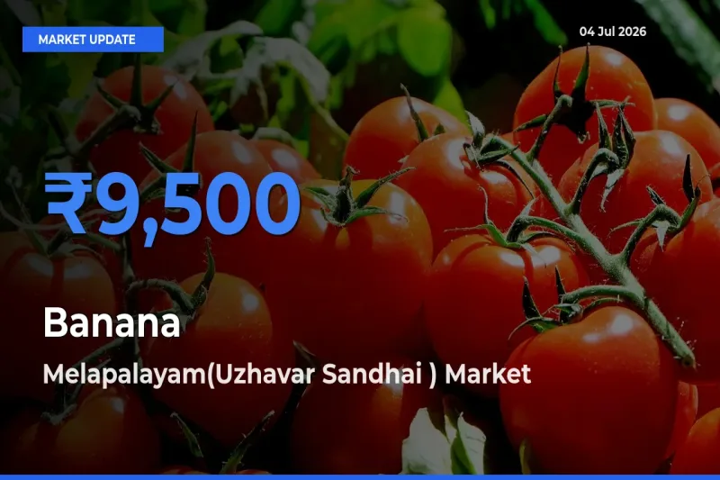 Banana Mandi Rate Today: Melapalayam(Uzhavar Sandhai ) Tops the List