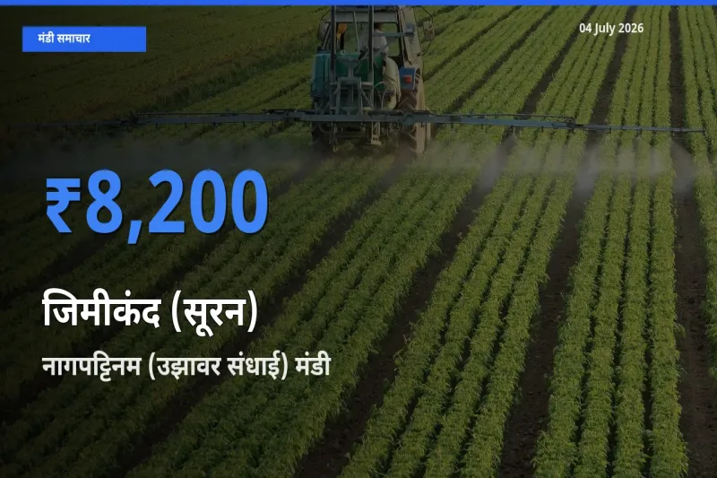 किसानों की पसंद बना नागपट्टिनम (उझावर संधाई), जिमीकंद (सूरन) के सबसे अच्छे दाम