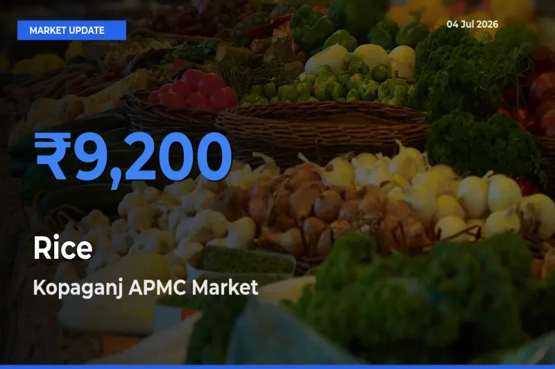 Top Performer! Kopaganj APMC Offers Best Rice Price Today