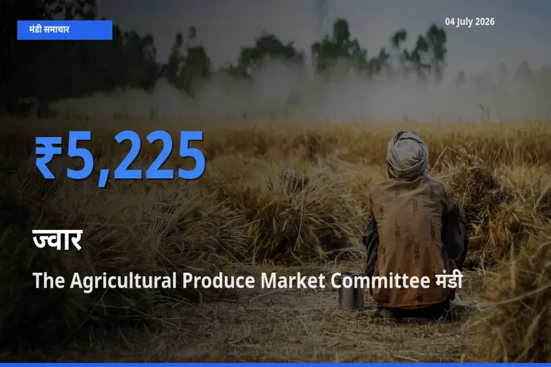 The Agricultural Produce Market Committee में ज्वार का आज सबसे ऊँचा भाव