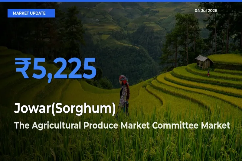 The Agricultural Produce Market Committee Offers ₹5,225 – Highest Jowar(Sorghum) Rate Today