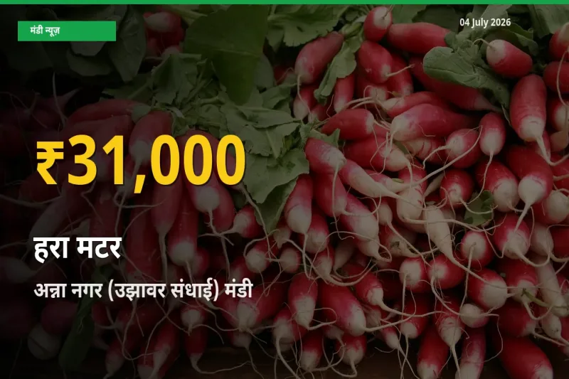 आज अन्ना नगर (उझावर संधाई) में हरा मटर के दाम रिकॉर्ड स्तर पर, ताज़ा मंडी भाव जानें