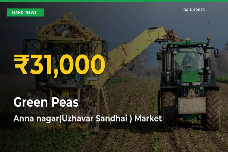 Farmers Benefit as Green Peas Rate Touches New High in Anna nagar(Uzhavar Sandhai )