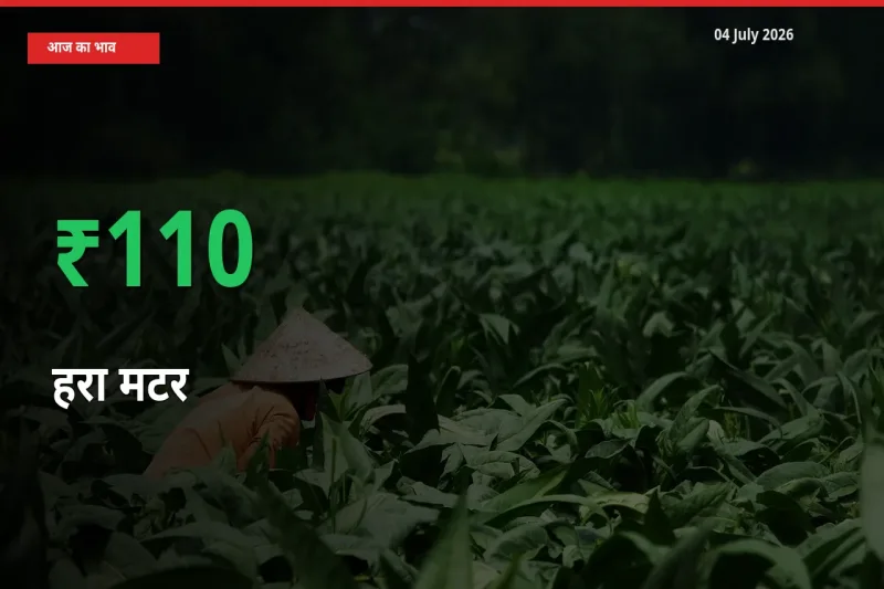 किसानों के लिए खुशखबरी! स्थानीय मंडी में हरा मटर 110.24% उछला