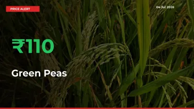 Big Rally! Green Peas Climbs 110.24% in 24 Hours at Top Mandis