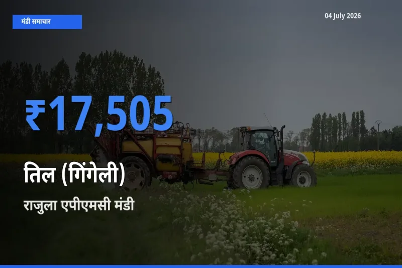 आज तिल (गिंगेली) के सबसे ज़्यादा दाम राजुला एपीएमसी मंडी में दर्ज