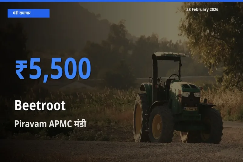 Piravam APMC मंडी में आज Beetroot के सबसे ऊँचे दाम दर्ज