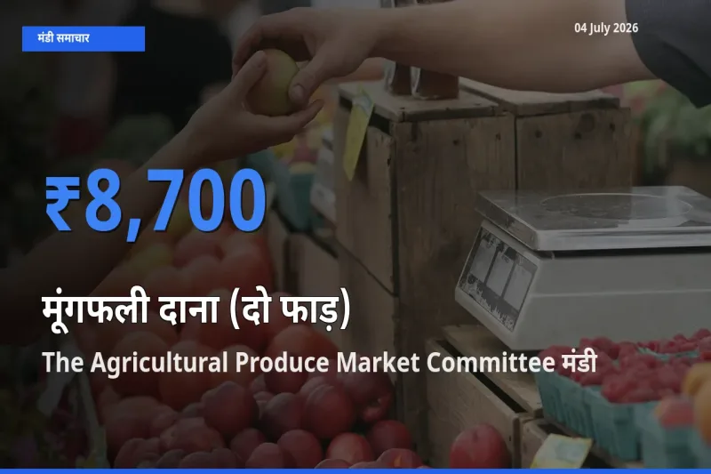 आज का मंडी भाव: मूंगफली दाना (दो फाड़) के सबसे ज़्यादा दाम The Agricultural Produce Market Committee में