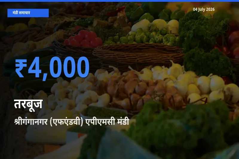 टॉप मंडी बना श्रीगंगानगर (एफएंडवी) एपीएमसी! तरबूज के सबसे ऊँचे दाम यहीं दर्ज