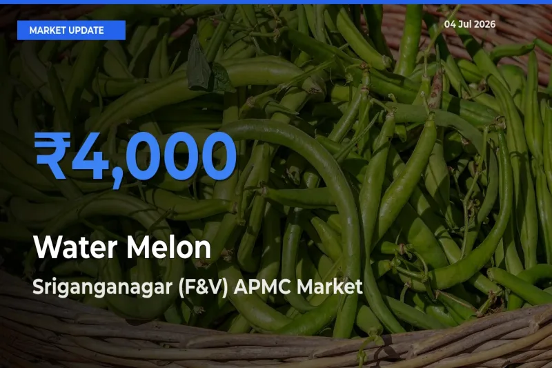 Sriganganagar (F&V) APMC Leads as Top Mandi for Water Melon Prices