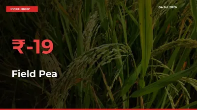 Sudden Shock! Field Pea Drops 19.43% in 24 Hours at Top Mandis