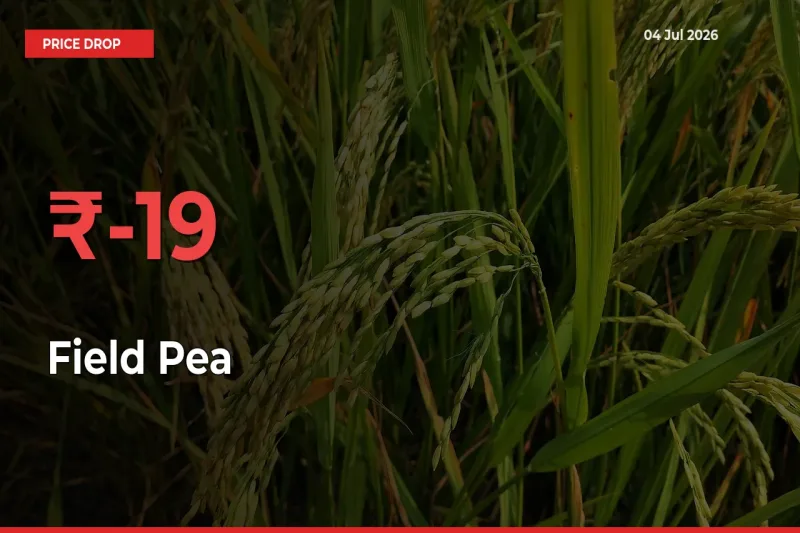 Sudden Shock! Field Pea Drops 19.43% in 24 Hours at Top Mandis