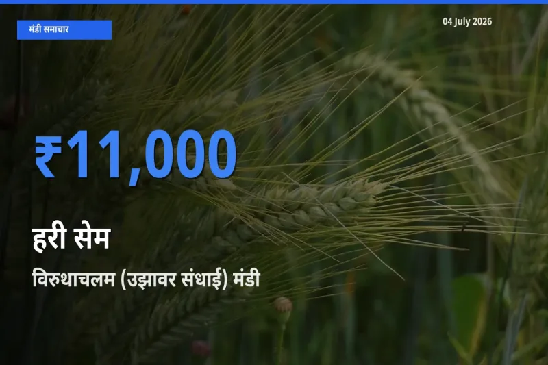 04 July अपडेट: हरी सेम के सबसे ऊँचे दाम विरुथाचलम (उझावर संधाई) मंडी में