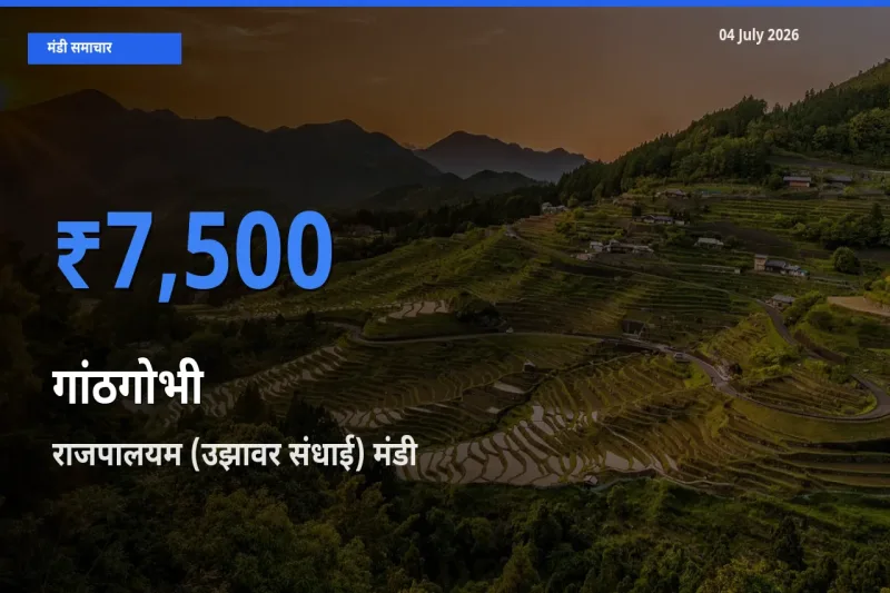 राजपालयम (उझावर संधाई) में गांठगोभी का आज सबसे ऊँचा भाव