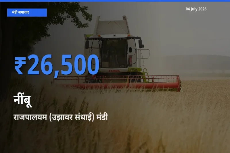 आज नींबू के सबसे ऊँचे दाम ₹26,500 राजपालयम (उझावर संधाई) मंडी में
