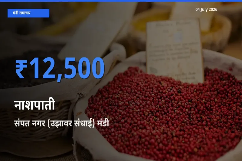 आज नाशपाती के सबसे ऊँचे दाम ₹12,500 संपत नगर (उझावर संधाई) मंडी में