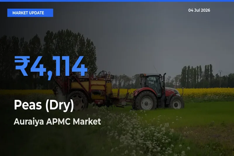 Auraiya APMC Records Highest ₹4,114 Rate for Peas (Dry)