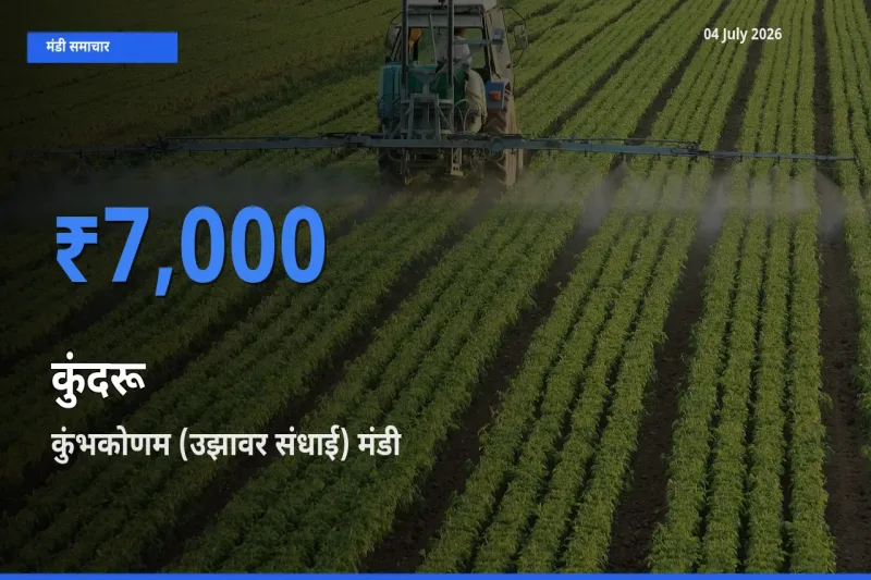 कुंभकोणम (उझावर संधाई) में कुंदरू का आज सबसे ऊँचा भाव