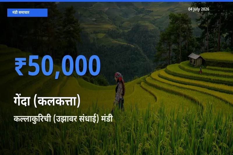 कल्लाकुरिची (उझावर संधाई) में गेंदा (कलकत्ता) का आज सबसे ऊँचा भाव
