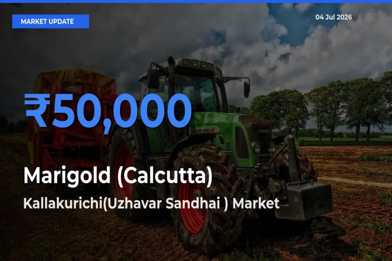 Kallakurichi(Uzhavar Sandhai ) Records Highest ₹50,000 Rate for Marigold (Calcutta)