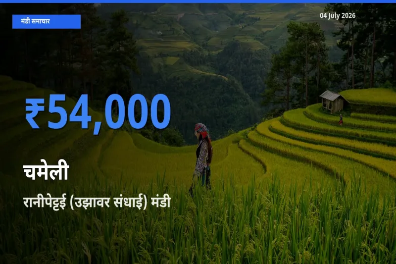 किसानों की पसंद बना रानीपेट्टई (उझावर संधाई), चमेली के सबसे अच्छे दाम
