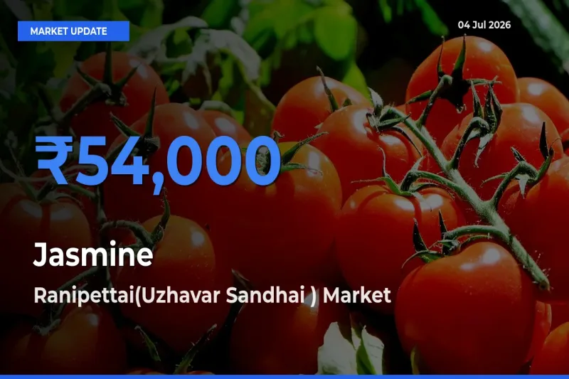 Top Performer! Ranipettai(Uzhavar Sandhai ) Offers Best Jasmine Price Today