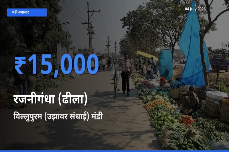 विल्लुपुरम (उझावर संधाई) मंडी में रजनीगंधा (ढीला) ₹15,000 पर पहुँचा – आज का सर्वोच्च भाव