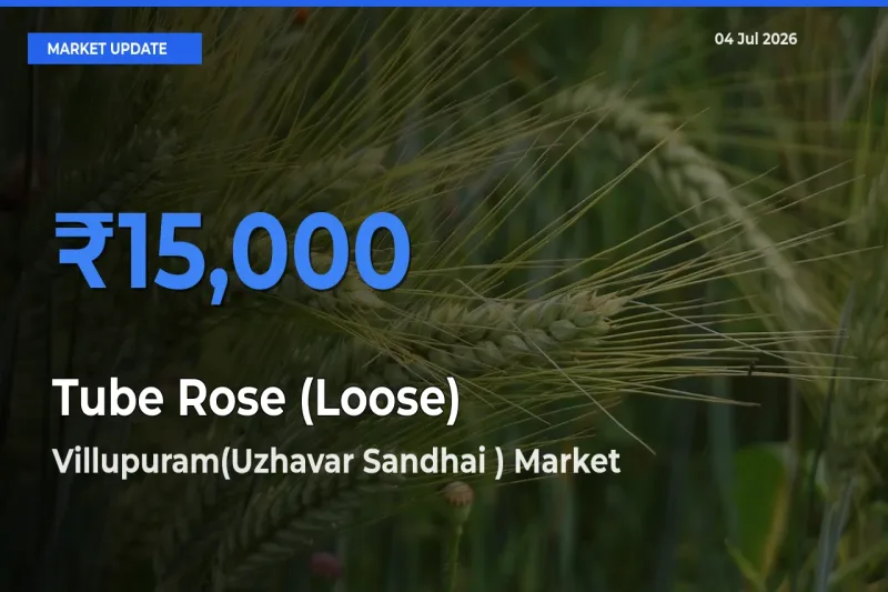 Villupuram(Uzhavar Sandhai ) Offers ₹15,000 – Highest Tube Rose (Loose) Rate Today
