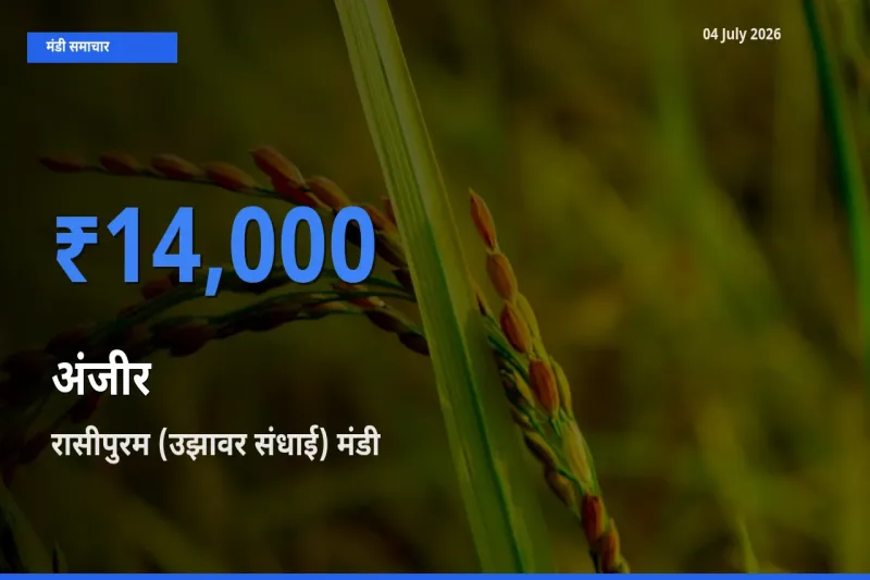 रासीपुरम (उझावर संधाई) में अंजीर का आज सबसे ऊँचा भाव