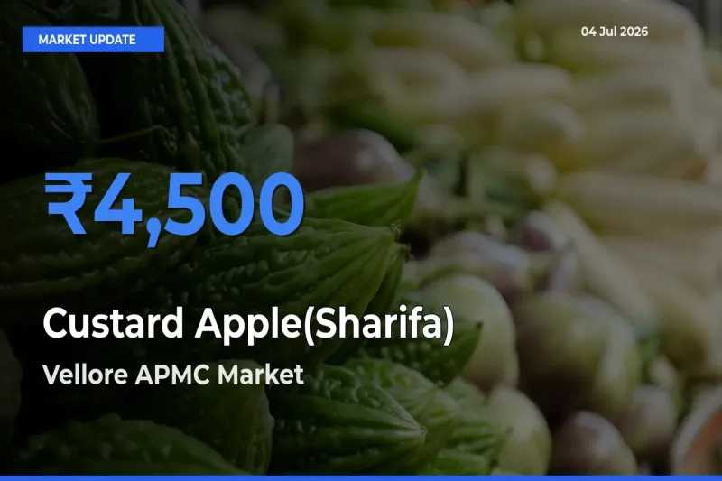 Market Watch: Vellore APMC Becomes Top Mandi for Custard Apple(Sharifa)