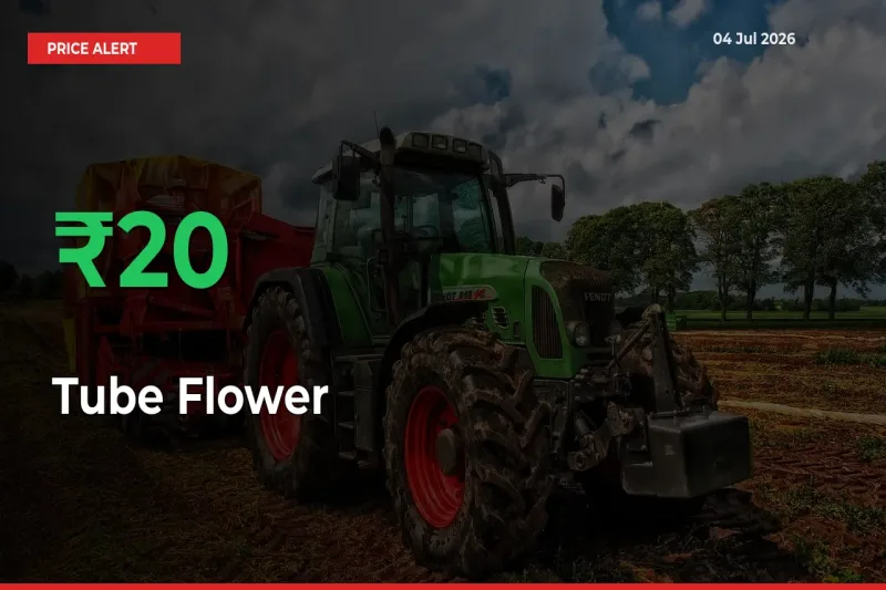 19.7% Spike in Tube Flower Prices – Mandi Sees Sudden Rally