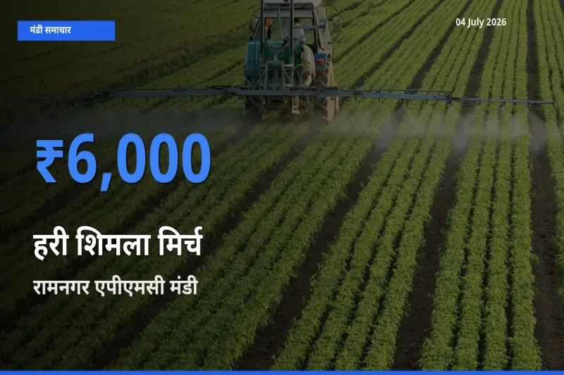 रामनगर एपीएमसी मंडी में हरी शिमला मिर्च ₹6,000 पर पहुँचा – आज का सर्वोच्च भाव