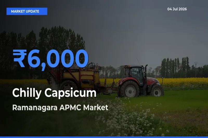 Ramanagara APMC Emerges as Top Mandi for Chilly Capsicum Prices Today