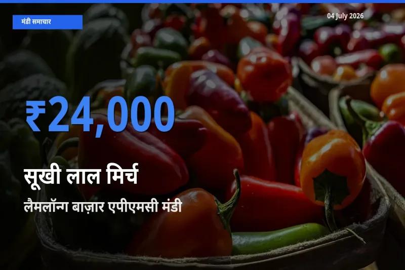 टॉप मंडी बना लैमलॉन्ग बाज़ार एपीएमसी! सूखी लाल मिर्च के सबसे ऊँचे दाम यहीं दर्ज