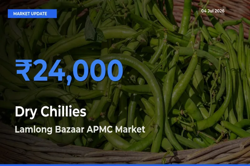 Lamlong Bazaar APMC Offers ₹24,000 – Highest Dry Chillies Rate Today