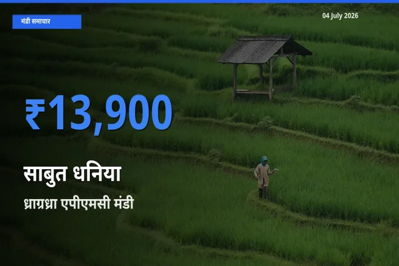 आज साबुत धनिया के सबसे ज़्यादा दाम ध्राग्रध्रा एपीएमसी मंडी में दर्ज