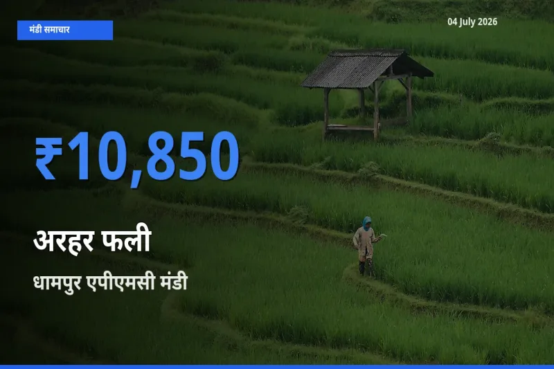 04 July अपडेट: अरहर फली के सबसे ऊँचे दाम धामपुर एपीएमसी मंडी में