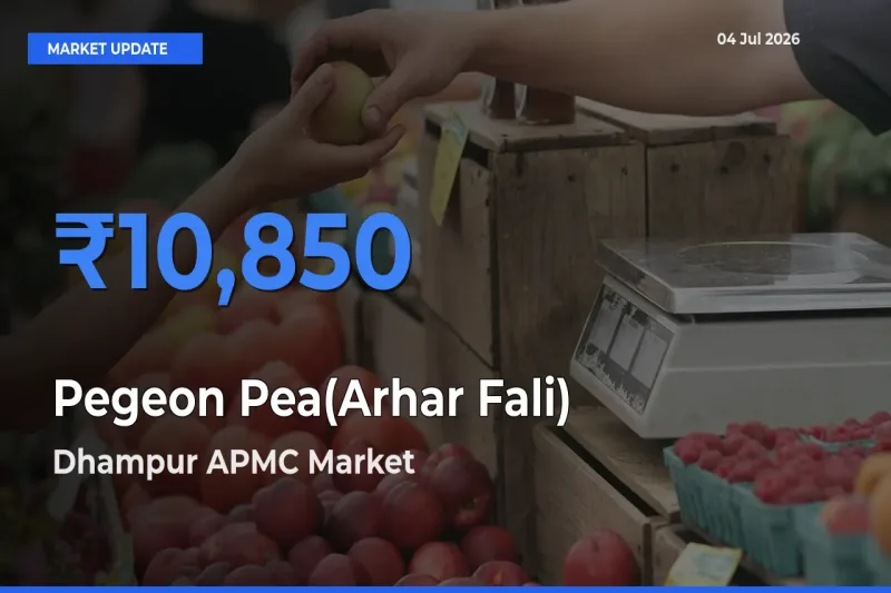 Dhampur APMC Tops Pegeon Pea(Arhar Fali) Mandi Rates Today