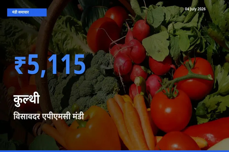 विसावदर एपीएमसी मंडी में कुल्थी ₹5,115 पर पहुँचा – आज का सर्वोच्च भाव